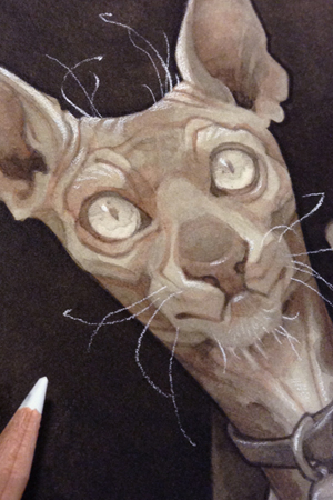 Costly Thy Habit: hairless Sphynx cat illustration. art by Wylie Beckert